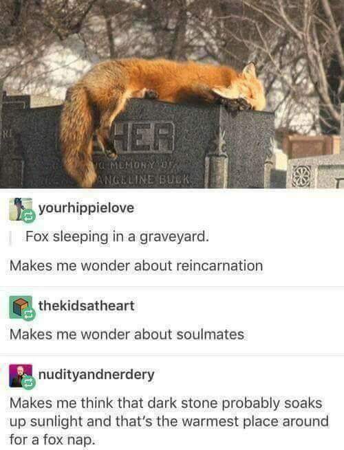 Fox sleeping in a graveyard