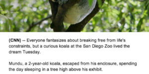 Koala escapes zoo!