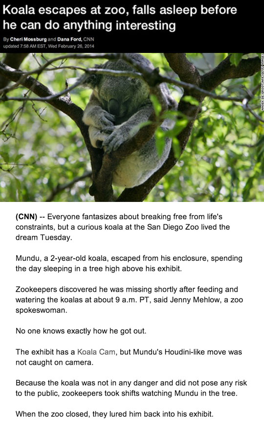 Koala escapes zoo!
