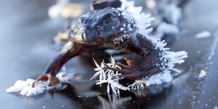 The Alaskan wood frog is able to hibernate through the winter in below freezing conditions using solutes that keep water crystals from forming in its body