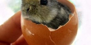 I just hatched.