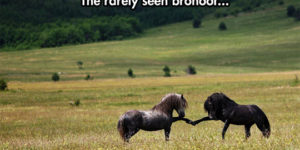 The elusive brohoof.