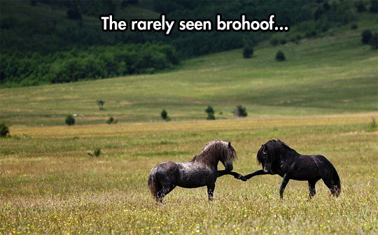 The elusive brohoof.