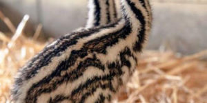 Baby emus are cuuuuutttte.