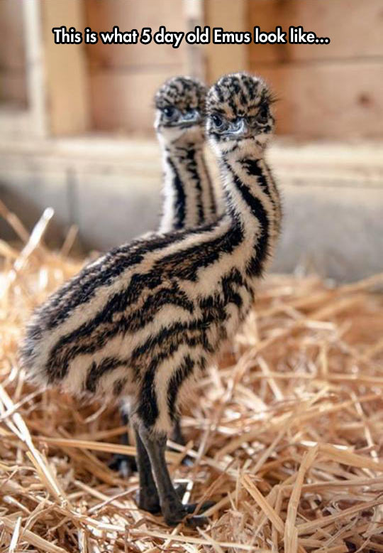 Baby emus are cuuuuutttte.