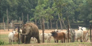 Baby elephant tries to impress cows. Cows not impressed.