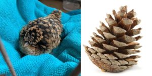 This bird looks like a pine cone for some reason.