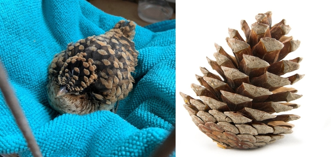 This bird looks like a pine cone for some reason.