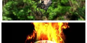 Bat-eating spiders are everywhere…