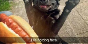 Hot dog