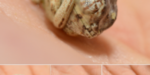 A baby Panther Chameleon only seconds old that hasn’t realized it’s out of the egg.