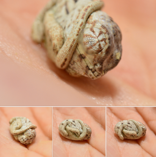 A baby Panther Chameleon only seconds old that hasn't realized it's out of the egg.