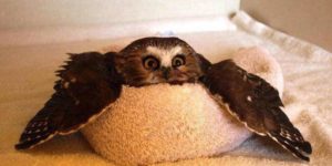 This owl in a towel will remove any scowl