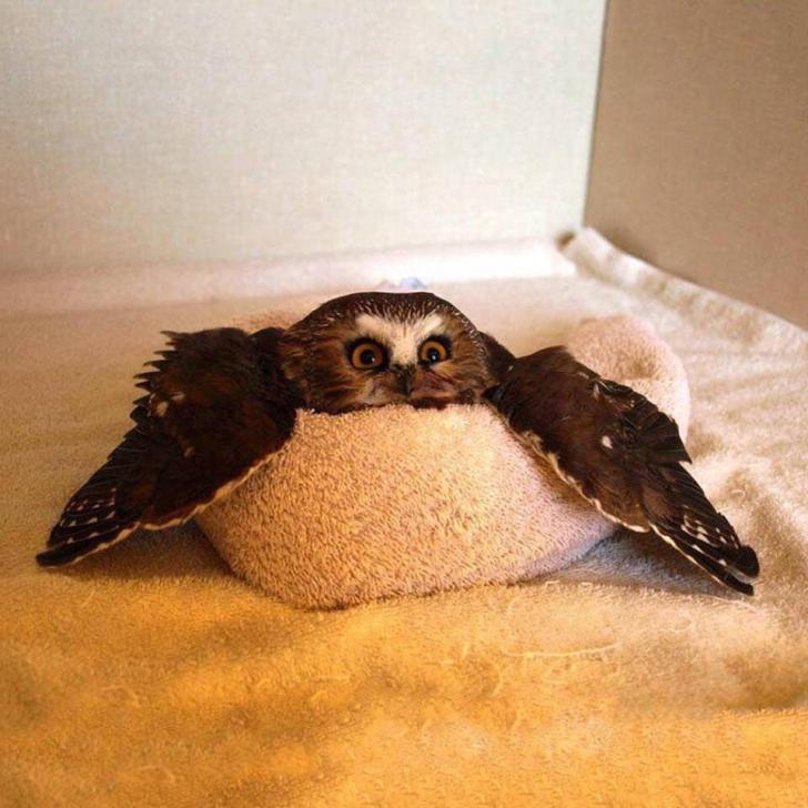 This owl in a towel will remove any scowl