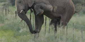 Polite elephant crosses multiple farms on her voyage without damaging a single fence.