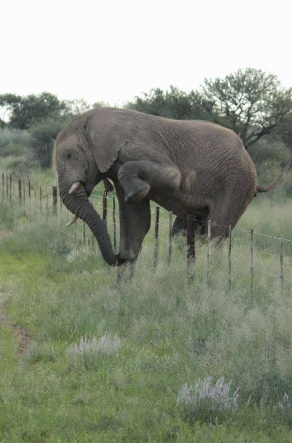 Polite elephant crosses multiple farms on her voyage without damaging a single fence.