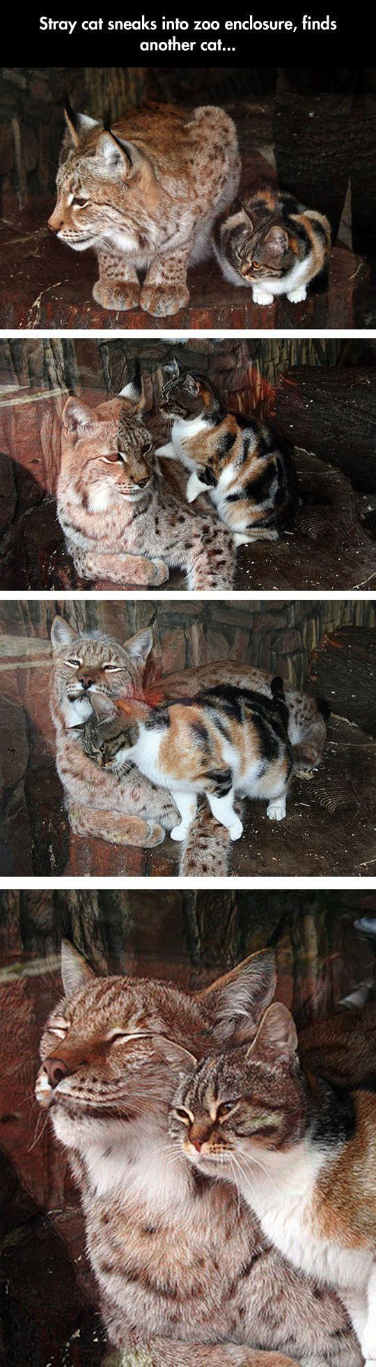 Cats Are Cats No Matter Their Size