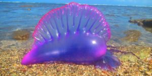 This jellyfish looks like it was colored in by Lisa Frank