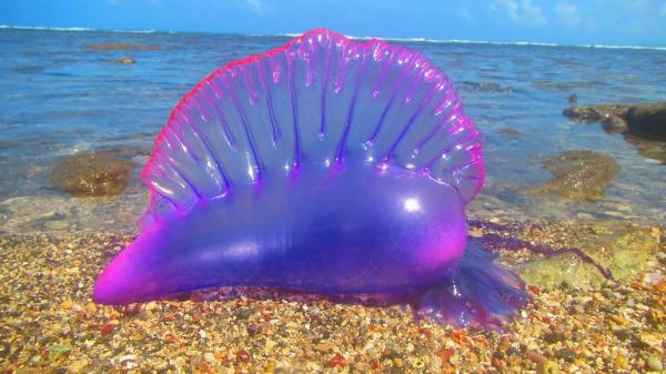 This jellyfish looks like it was colored in by Lisa Frank