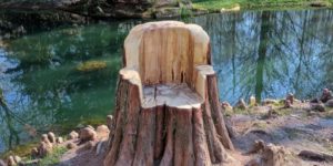 Tree trunk chair