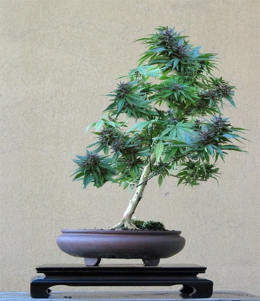 Marijuana Bonsai.