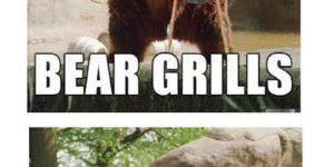 Bears Grilled