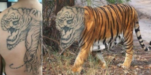 Breathtakingly realistic tiger tattoo