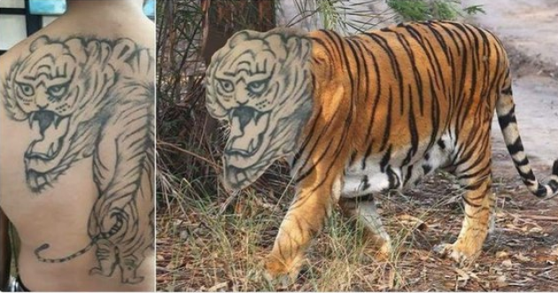 Breathtakingly realistic tiger tattoo