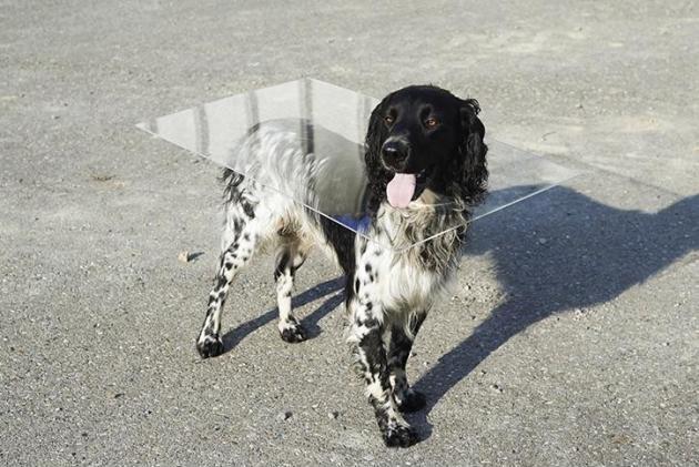 Turn your beloved deceased dog into a coffee table the whole family can enjoy