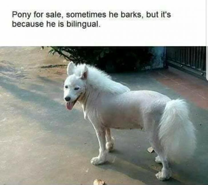 Bilingual pony for sale.