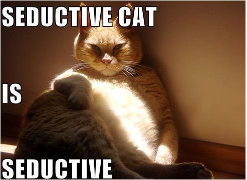 Seductive cat.