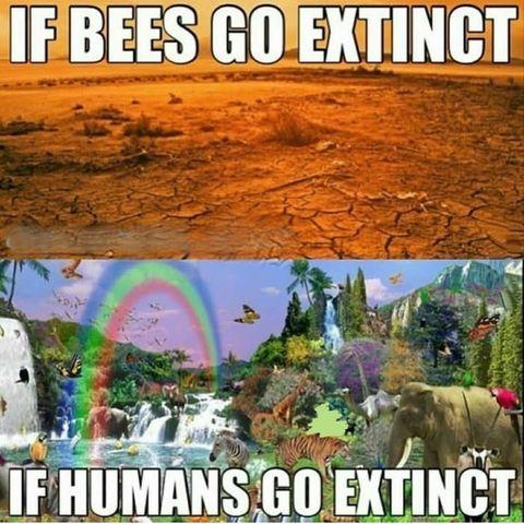 If bees go extinct....