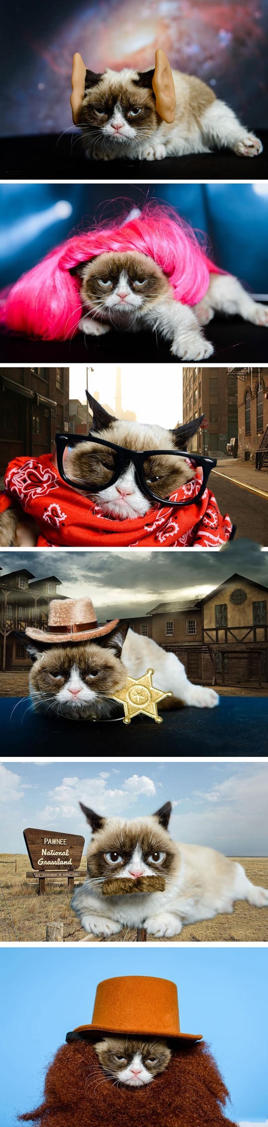 Grumpy Cat plays dress up.