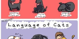 Language of dogs and cats.