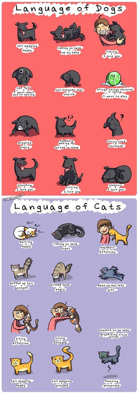 Language of dogs and cats.