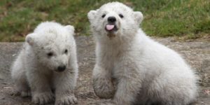 Sassy polar bear.