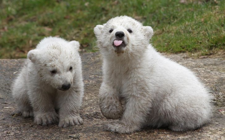 Sassy polar bear.