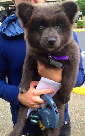 German Shepherd + Akita-Corgi = bear cub