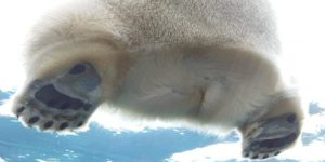 Polar bear butt
