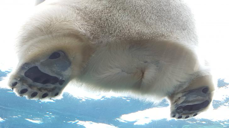 Polar bear butt