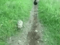Practicing+their+hunting+skills
