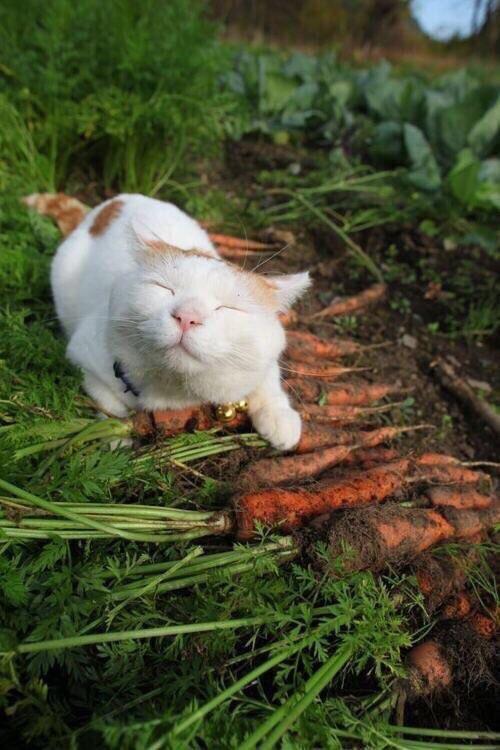 Cats love carrots, apparently.