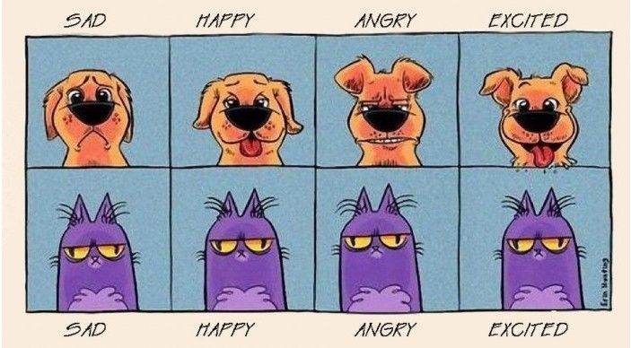 Cats vs. Dogs.