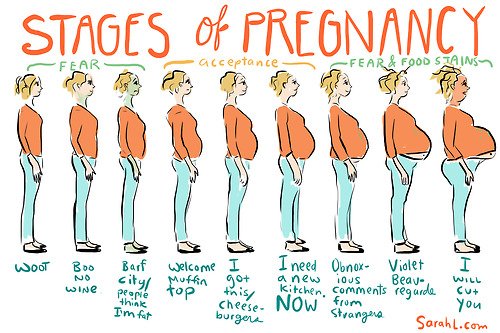 Stages of pregnancy.