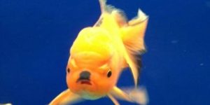 Hitler goldfish.