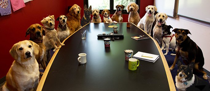 Meanwhile, at today's meeting on feline healthcare...