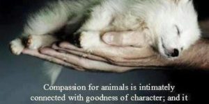 Compassion For Animals