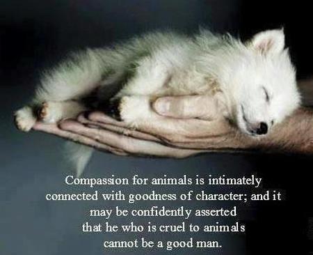 Compassion For Animals