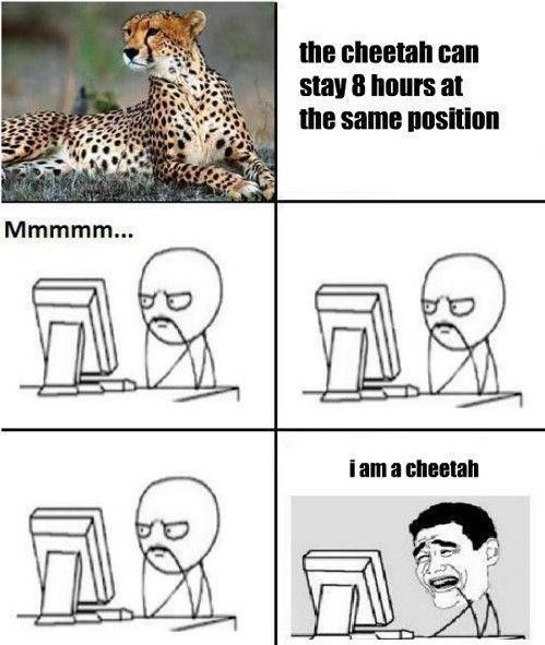 I am a cheetah!