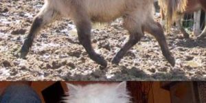 24 Tragically shaved animals.